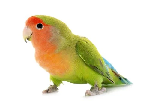 Peach faced Lovebird Stock Photos