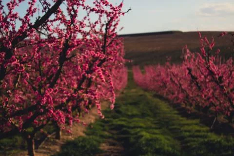 Peach field in spring Stock Photos