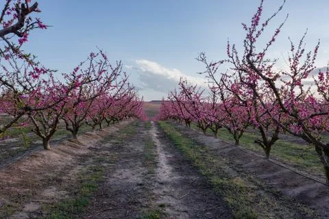 Peach field in spring Stock Photos