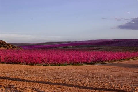 Peach field in spring Stock Photos