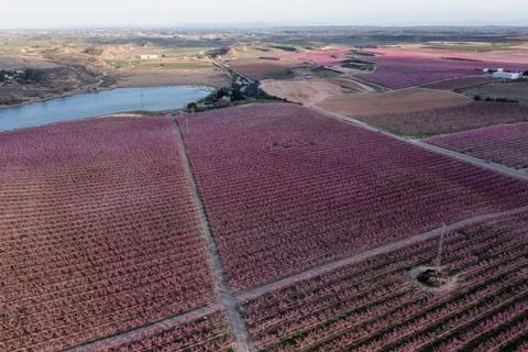 Peach fields in spring Stock Photos