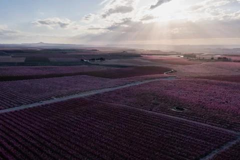 Peach fields in spring Stock Photos