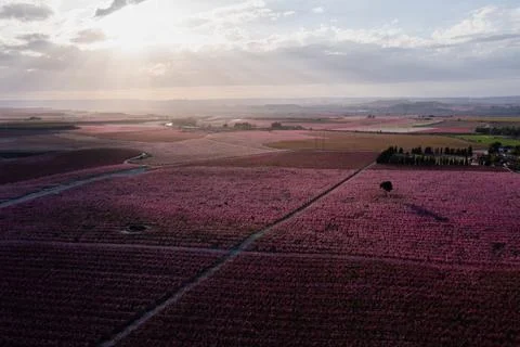 Peach fields in spring Stock Photos