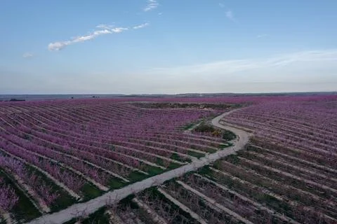 Peach fields in spring Stock Photos
