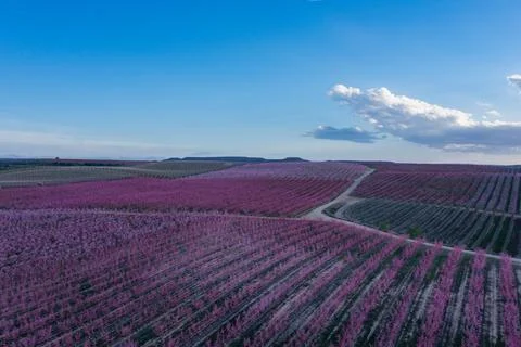 Peach fields in spring Stock Photos