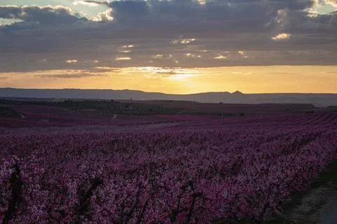 Peach fields in spring at sunset Stock Photos