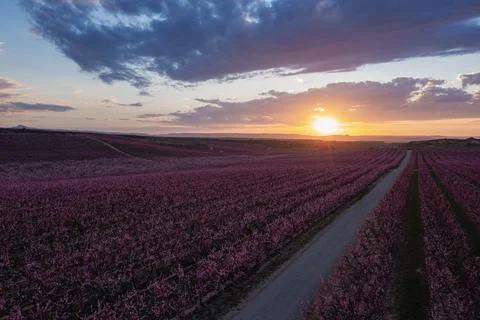 Peach fields in spring at sunset Stock Photos