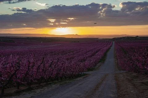 Peach fields in spring at sunset Stock Photos