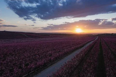 Peach fields in spring at sunset Stock Photos