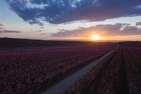 Peach fields in spring at sunset Stock Photos