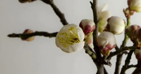 Peach flower early spring leaves flowers blossom slow motion cherry trees in Video stock 336450673