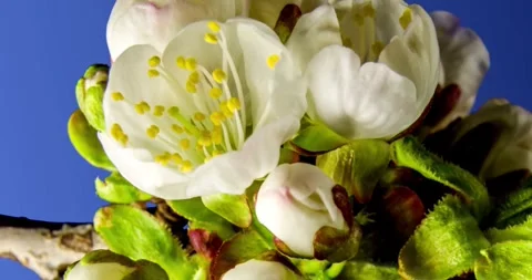 Peach flower early spring leaves flowers blossom slow motion cherry trees in Video stock 336450865