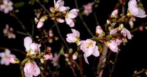Peach flower early spring leaves flowers blossom slow motion cherry trees in Stock-Footage 336450871