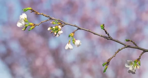 Peach flower early spring leaves flowers blossom slow motion cherry trees in Video stock 336450875