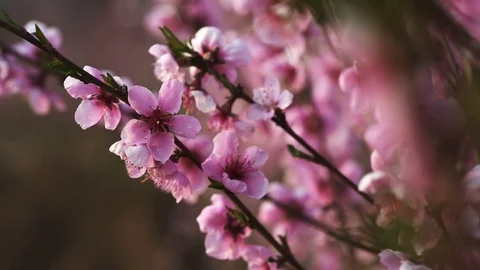 Peach flower Stock-Footage 127400885