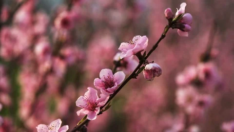 Peach flower Stock Footage 127409661