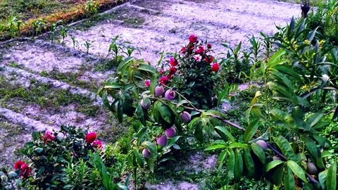 Peach &amp; flower Video stock 280868105