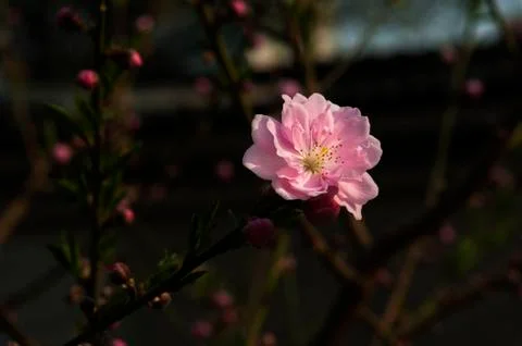 Peach flower Foto stock