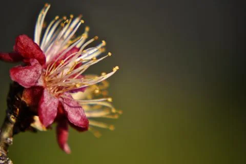 Peach flower Foto stock