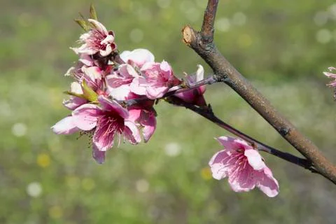 Peach flower Stock Photos