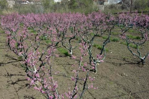 Peach flower Stock Photos