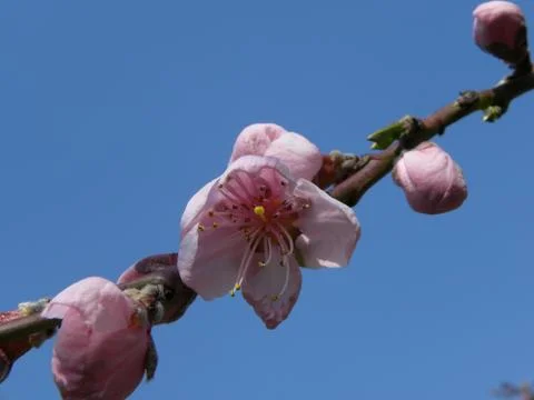 Peach flower Stock Photos