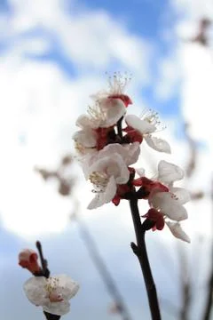 Peach Flower 写真素材