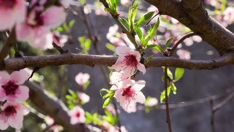 Peach flower in spring 3 Stock Footage 128695013