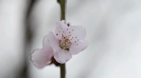 Peach flower in spring Stock Footage 35473402