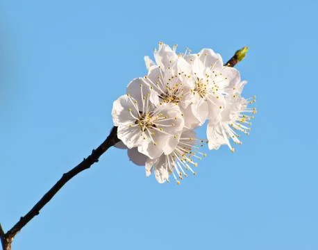 Peach flower in spring Foto stock
