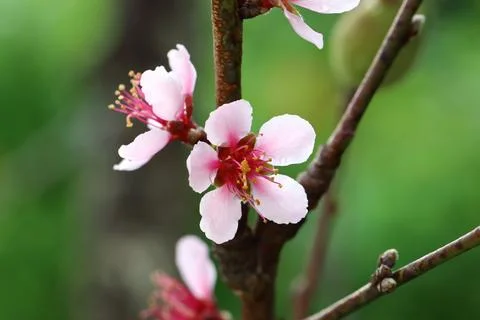 Peach flower on the tree Stock Photos