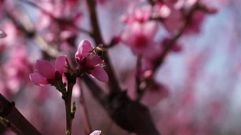Peach flowers (1) Stock Footage 102397919