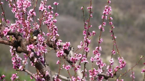 Peach flowers 1 Stock Footage 148550292