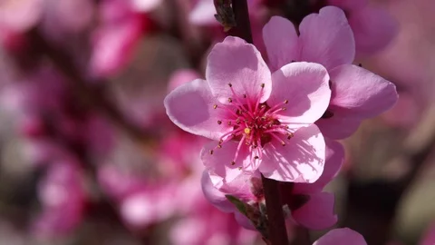 Peach flowers (2) Stock Footage 102397882