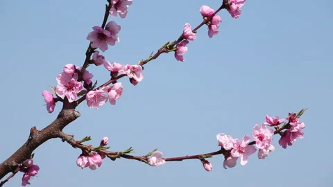 Peach flowers 2 Stock Footage 148550354