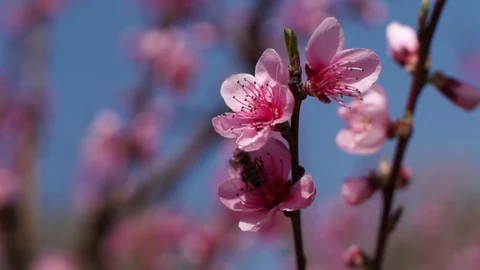 Peach flowers (3) Stock Footage 102397873