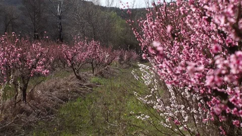 Peach flowers (4) Stock Footage 102397871