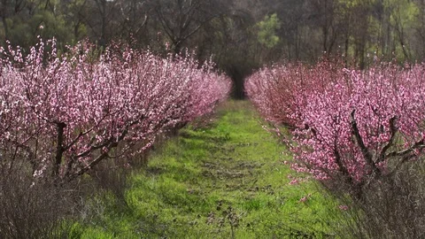 Peach flowers (5) Stock Footage 102397853