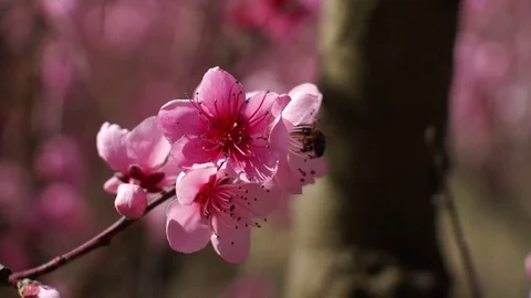 Peach flowers (6) Stock Footage 102397833