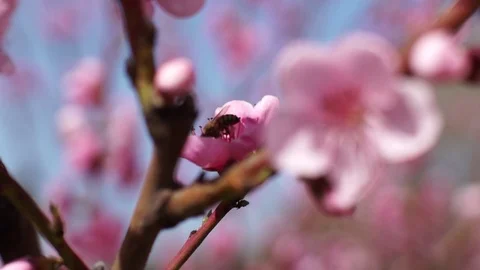 Peach flowers (7) Stock Footage 102397810