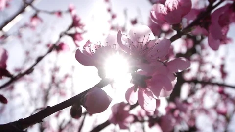 Peach flowers (8) Stock Footage 102398116