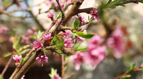 Peach flowers blooming Stock-Footage 49052806