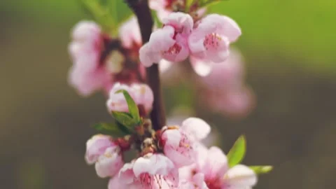 Peach flowers close up Stock Footage 248754220