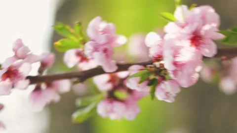 Peach flowers close up Stock-Footage 249816936