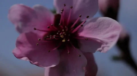 Peach flowers Stock-Footage 34422737