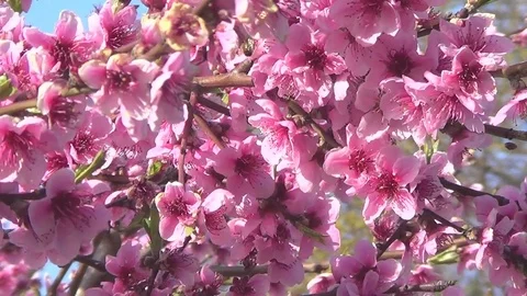 Peach flowers Stock Footage 72058524