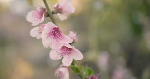 Peach flowers Video stock 88137533