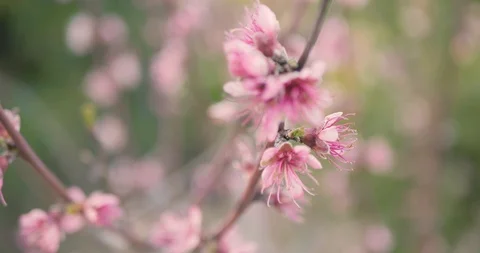 Peach flowers Video stock 88139646