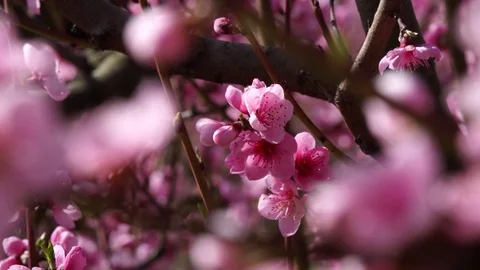 Peach flowers Stock Footage 102397949