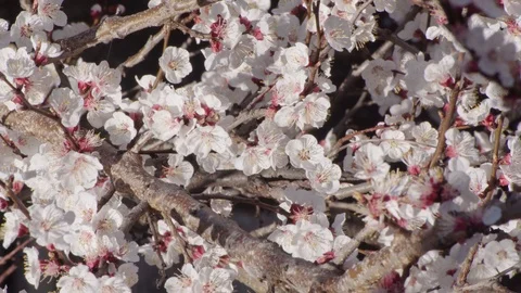 Peach flower's Stock Footage 105678350